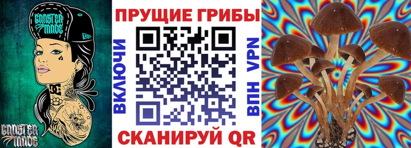 Галлюциногенные грибы Psilocybe  что такое   Кольчугино 